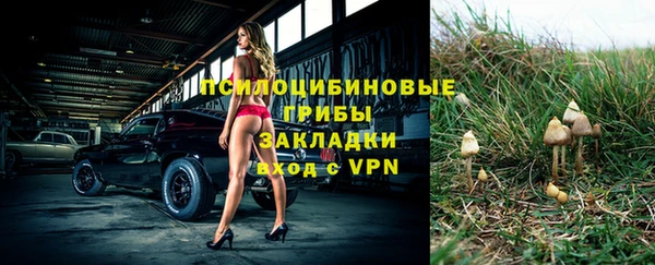 шишки Медвежьегорск